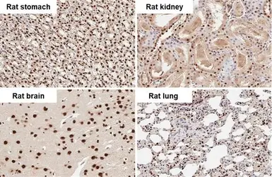 Anti-hnRNP A2B1 antibody used in IHC (Paraffin sections) (IHC-P). GTX127928