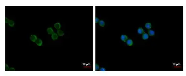 Anti-NFAT1 antibody used in Immunocytochemistry/ Immunofluorescence (ICC/IF). GTX127932
