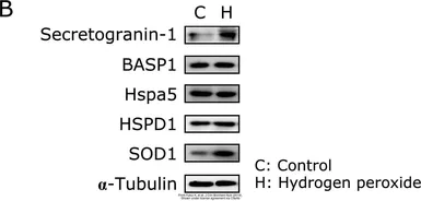 Anti-Grp78 antibody used in Western Blot (WB). GTX127934