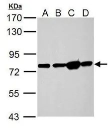 Anti-Grp78 antibody used in Western Blot (WB). GTX127934