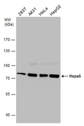 Anti-Grp78 antibody used in Western Blot (WB). GTX127934