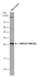 Anti-HMGB1 + HMGB2 antibody used in Western Blot (WB). GTX127972