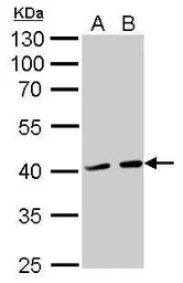 Anti-ATG3 antibody used in Western Blot (WB). GTX128065