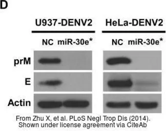 Anti-Dengue virus prM protein antibody used in Western Blot (WB). GTX128092