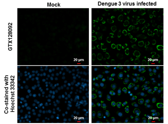 Anti-Dengue virus prM protein antibody used in Immunocytochemistry/ Immunofluorescence (ICC/IF). GTX128092