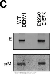 Anti-Dengue virus prM protein antibody used in Western Blot (WB). GTX128093
