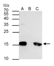 Anti-Histone H3S10ph (phospho Ser10) antibody used in Immunoprecipitation (IP). GTX128116