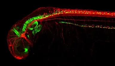 Anti-Pax2a antibody used in IHC (Whole mount) (IHC-Wm). GTX128127