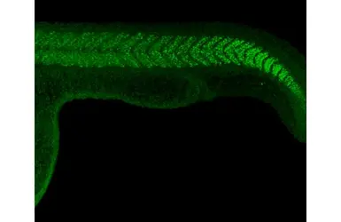 Anti-Myod1 antibody used in IHC (Whole mount) (IHC-Wm). GTX128129