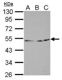 Anti-Egr2b antibody used in Western Blot (WB). GTX128131