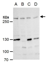 Anti-ATR antibody used in Western Blot (WB). GTX128146