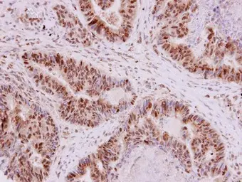 Anti-G9a antibody used in IHC (Paraffin sections) (IHC-P). GTX128164