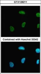 Anti-PRMT1 antibody used in Immunocytochemistry/ Immunofluorescence (ICC/IF). GTX128211