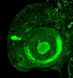 Anti-Prox1 antibody used in IHC (Whole mount) (IHC-Wm). GTX128354