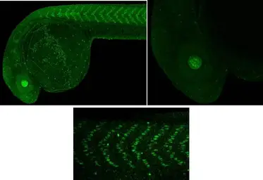 Anti-Prox1 antibody used in IHC (Whole mount) (IHC-Wm). GTX128354