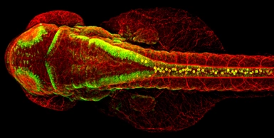 Anti-Elavl3+4 antibody used in IHC (Whole mount) (IHC-Wm). GTX128365