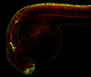 Anti-Elavl3+4 antibody used in IHC (Whole mount) (IHC-Wm). GTX128365