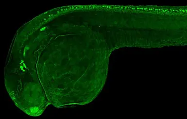 Anti-Elavl3+4 antibody used in IHC (Whole mount) (IHC-Wm). GTX128365