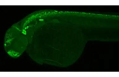 Anti-Elavl3+4 antibody used in IHC (Whole mount) (IHC-Wm). GTX128365