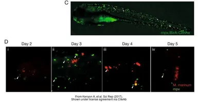Anti-Mpx antibody used in IHC (Whole mount) (IHC-Wm). GTX128379