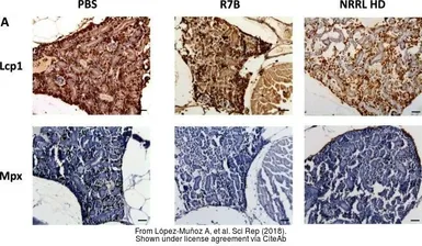 Anti-Mpx antibody used in  (). GTX128379