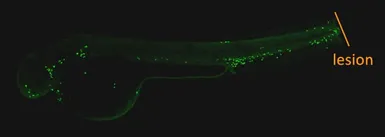 Anti-Mpx antibody used in IHC (Whole mount) (IHC-Wm). GTX128379