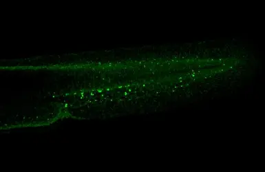 Anti-Mpx antibody used in IHC (Whole mount) (IHC-Wm). GTX128379
