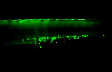 Anti-Mpx antibody used in IHC (Whole mount) (IHC-Wm). GTX128379