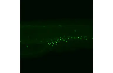 Anti-Mpx antibody used in IHC (Whole mount) (IHC-Wm). GTX128379