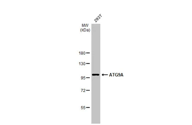 Anti-ATG9A antibody used in Western Blot (WB). GTX128427