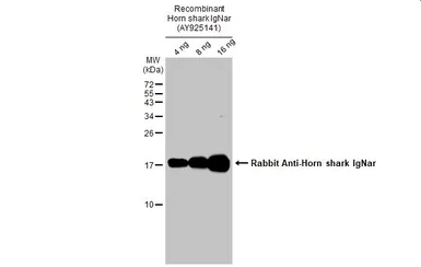 Rabbit Anti-Horn shark IgNar antibody. GTX128444