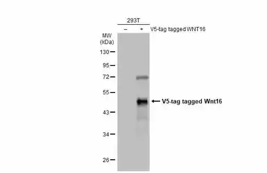 Anti-Wnt16 antibody used in Western Blot (WB). GTX128468
