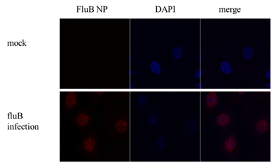 Anti-Influenza B virus Nucleoprotein antibody used in Immunocytochemistry/ Immunofluorescence (ICC/IF). GTX128538