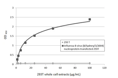 Anti-Influenza B virus Nucleoprotein antibody used in ELISA (ELISA). GTX128538