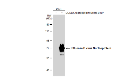 Anti-Influenza B virus Nucleoprotein antibody used in Western Blot (WB). GTX128538