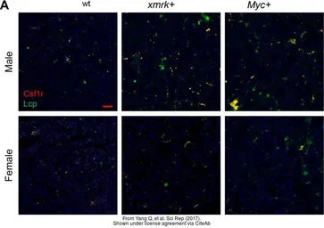 Anti-Csf1r antibody used in IHC (Paraffin sections) (IHC-P). GTX128677