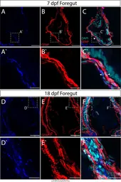 Anti-Gfap antibody used in  (). GTX128741
