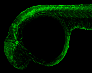 Anti-Gfap antibody used in IHC (Whole mount) (IHC-Wm). GTX128741