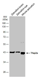 Anti-Tfap2a antibody used in Western Blot (WB). GTX128757