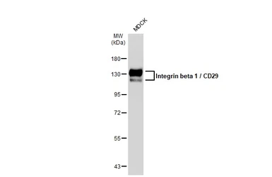 Anti-Integrin beta 1 / CD29 antibody used in Western Blot (WB). GTX128839