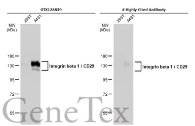 Anti-Integrin beta 1 / CD29 antibody used in Western Blot (WB). GTX128839