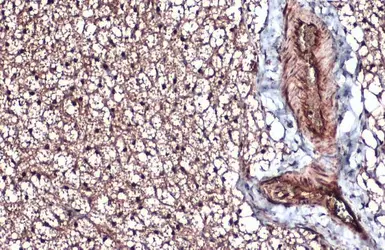 Anti-Integrin beta 1 / CD29 antibody used in IHC (Paraffin sections) (IHC-P). GTX128839