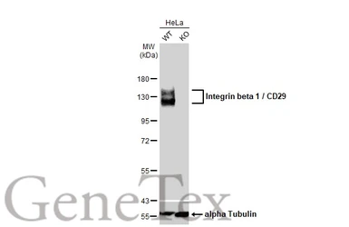Anti-Integrin beta 1 / CD29 antibody used in Western Blot (WB). GTX128839