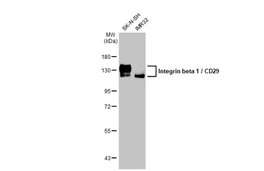 Anti-Integrin beta 1 / CD29 antibody used in Western Blot (WB). GTX128839