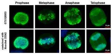 Anti-Histone H3S28ph (phospho Ser28) antibody used in Immunocytochemistry/ Immunofluorescence (ICC/IF). GTX128953