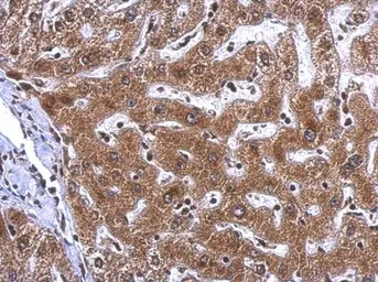 Anti-Visfatin antibody used in IHC (Paraffin sections) (IHC-P). GTX128980