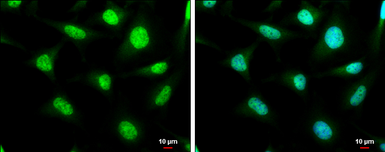 Anti-SP2 antibody used in Immunocytochemistry/ Immunofluorescence (ICC/IF). GTX129030