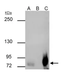Anti-SP2 antibody used in Immunoprecipitation (IP). GTX129030