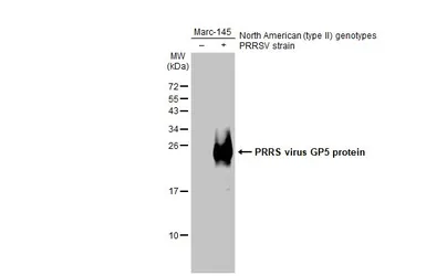 Anti-PRRS virus GP5 protein antibody used in Western Blot (WB). GTX129062