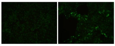 Anti-PRRS virus M protein antibody used in Immunocytochemistry/ Immunofluorescence (ICC/IF). GTX129063